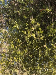 Phoradendron brachystachyum