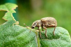 Strophosoma melanogrammum