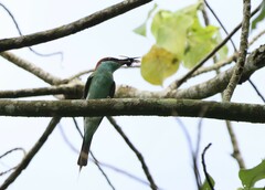 Merops viridis