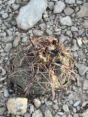 Echinocactus horizonthalonius