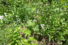 Polemonium pulcherrimum delicatum