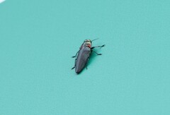 Belionota prasina