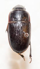 Euryderus grossus