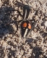 Traumatomutilla centralis