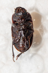 Euryderus grossus
