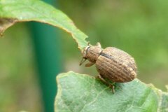 Strophosoma melanogrammum