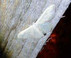 Idaea straminata