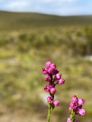 Erica melanacme