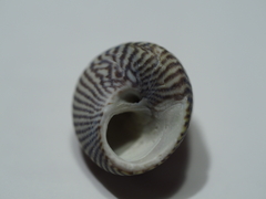 Steromphala cineraria