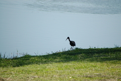 Plegadis chihi