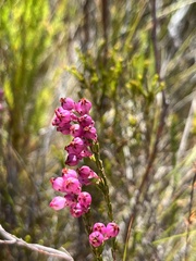 Erica melanacme