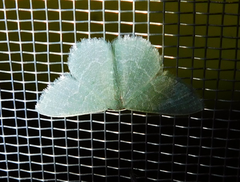 Phaiogramma etruscaria