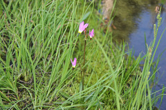 Primula tetrandra