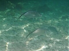 Caranx ruber