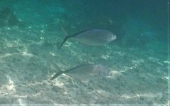 Caranx ruber