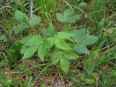 Rubus humulifolius