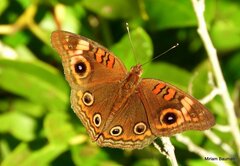 Junonia coenia