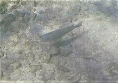 Sparisoma chrysopterum