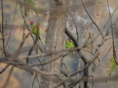 Psittacula cyanocephala