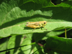 Melanoplus marshallii