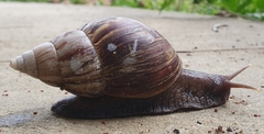 Lissachatina fulica