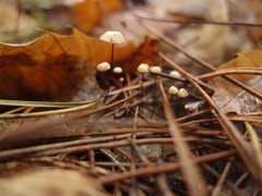 Marasmius bulliardii