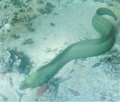 Gymnothorax funebris