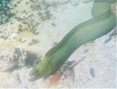Gymnothorax funebris