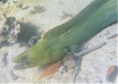 Gymnothorax funebris