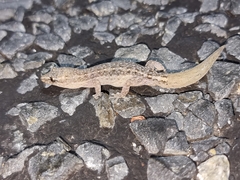 Crenadactylus ocellatus