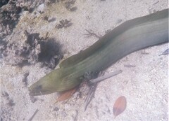 Gymnothorax funebris