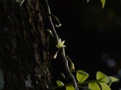 Dendrobium macrostachyum