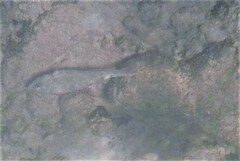 Sparisoma chrysopterum