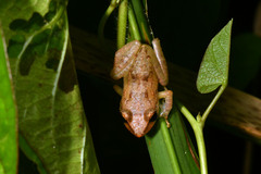 Eleutherodactylus