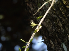 Dendrobium macrostachyum