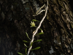 Dendrobium macrostachyum