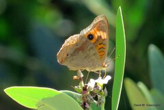 Junonia coenia