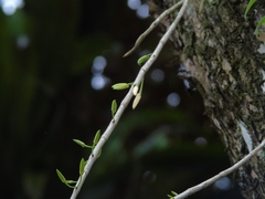 Dendrobium macrostachyum