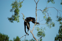Alouatta caraya