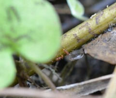 Wasmannia auropunctata