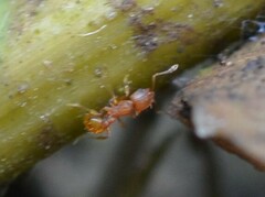 Wasmannia auropunctata