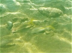 Mulloidichthys martinicus