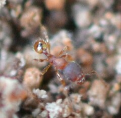 Pheidole navigans