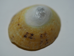 Patella ulyssiponensis