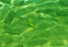 Mulloidichthys martinicus