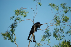 Alouatta caraya