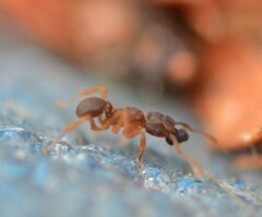 Cyphomyrmex minutus