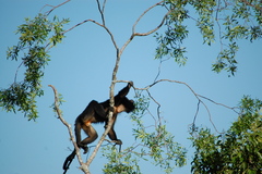 Alouatta caraya