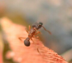 Cyphomyrmex minutus