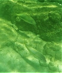 Mulloidichthys martinicus